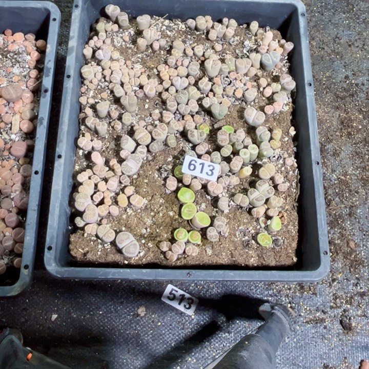 613 生石花一物一图如图