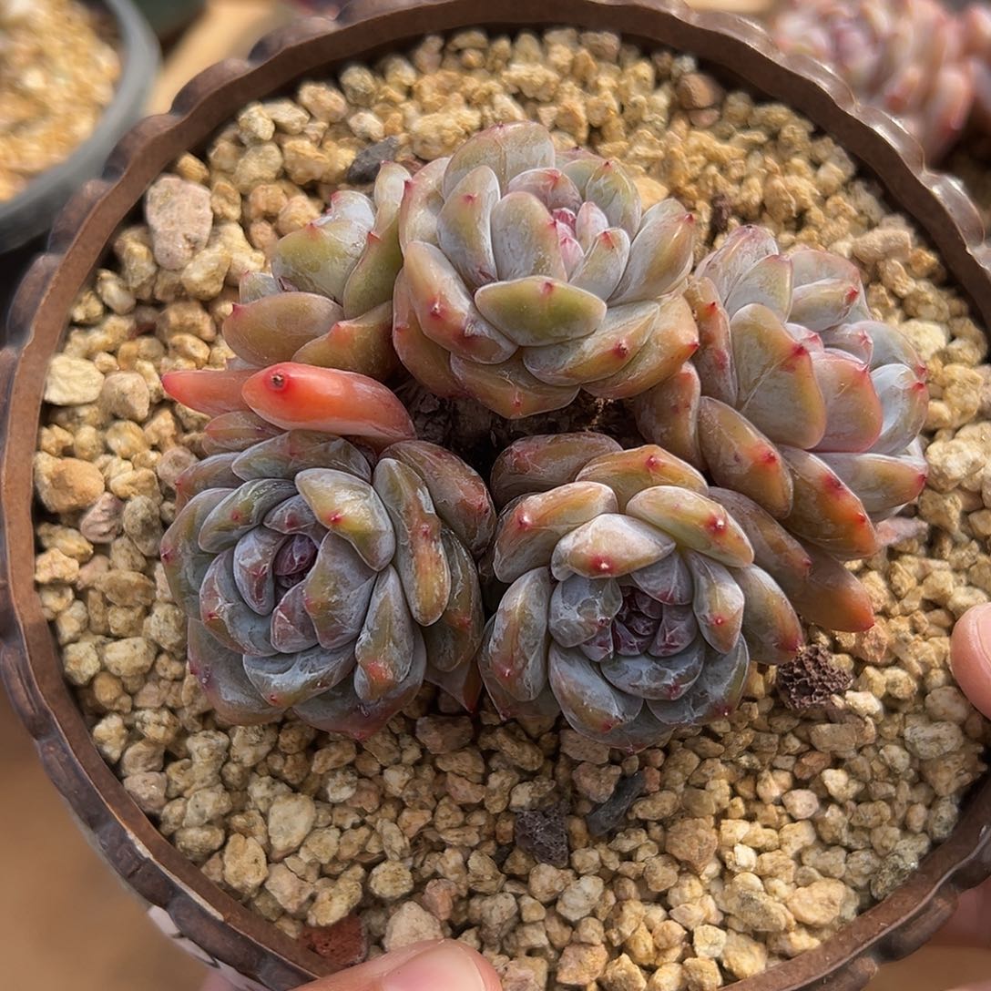 5头哈哈哈哈哈哈哈哈