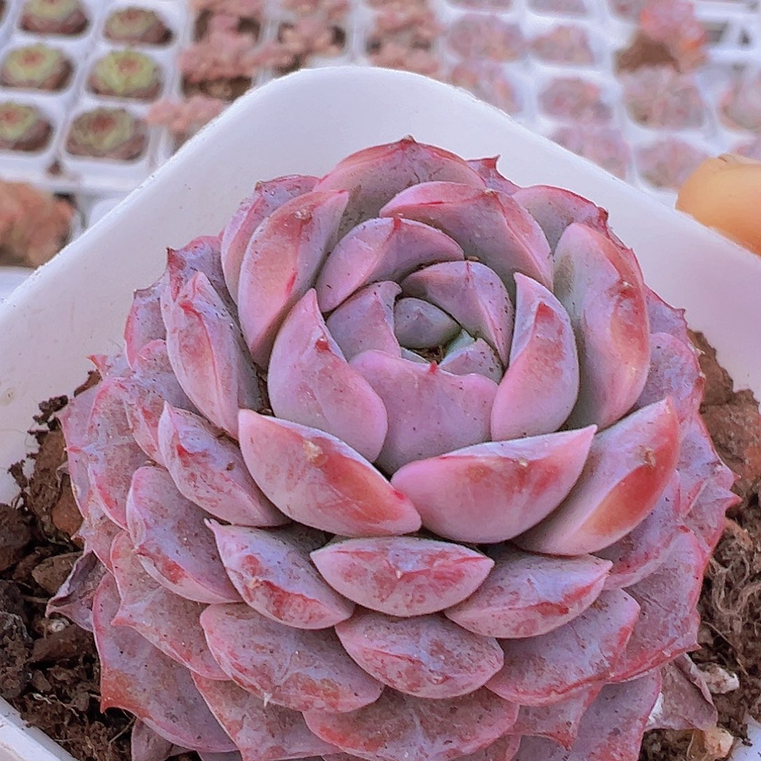 紫宠19包邮多肉植物