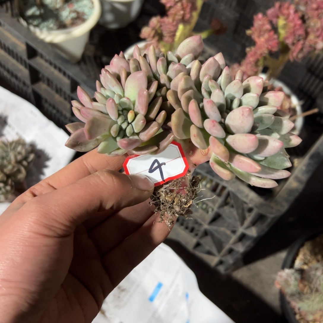 哭****梦桃花源缀48 零零多肉植物