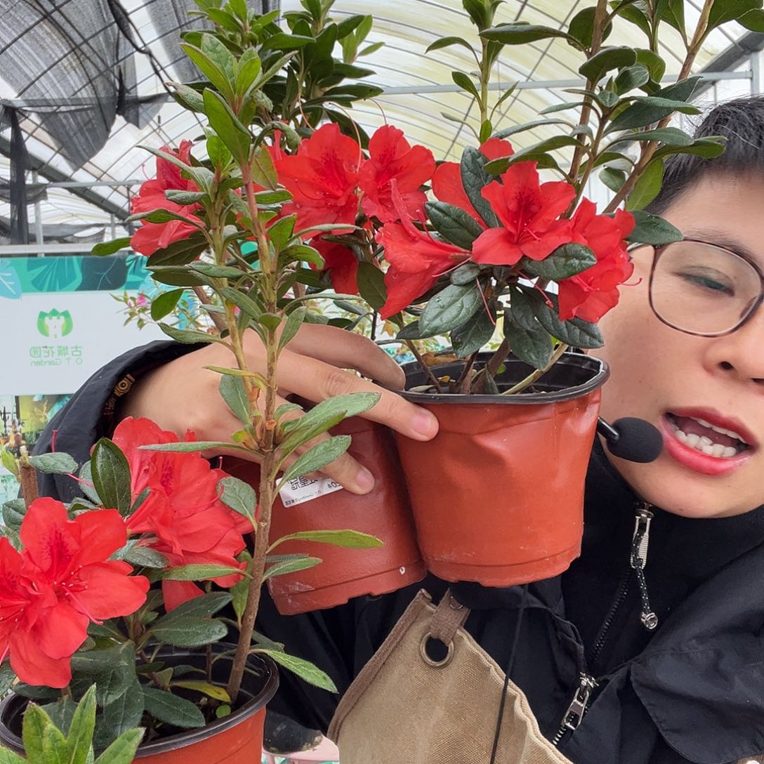 完全开放红皇冠小苗带花杜鹃