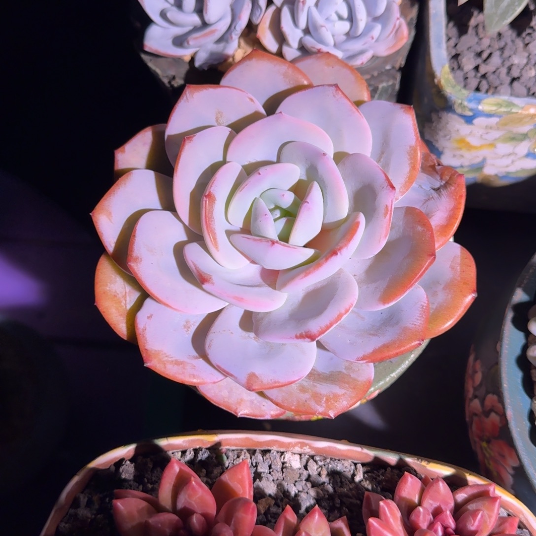 奶茶 单头 一物一拍