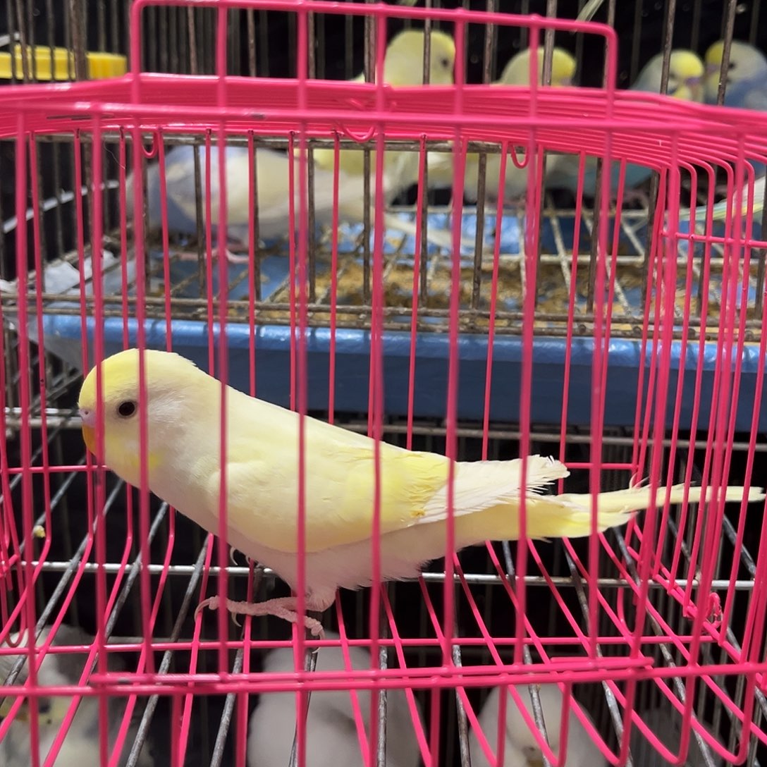 虎皮鹦鹉一只金彩 双金双线 淡果绿公