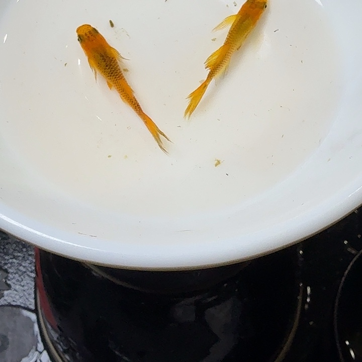 青鳉鱼16号拍品金龙之舞