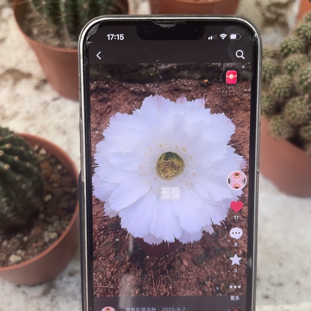 彩草白羽5.5公分左右有瑕