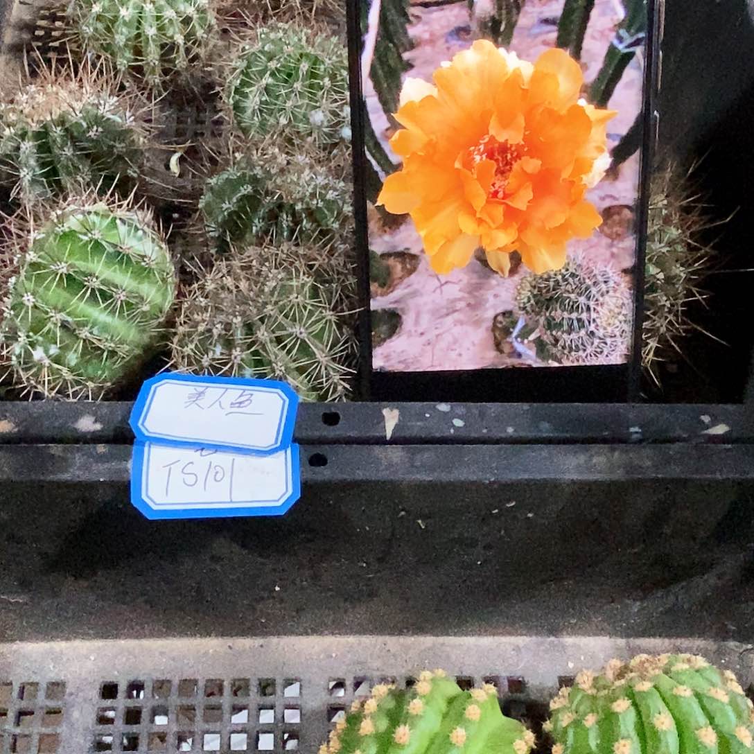 彩 美人鱼/侧芽歪20包邮/5公分