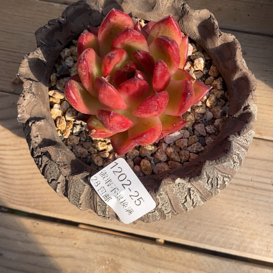 *****25号多肉小可爱一个呀