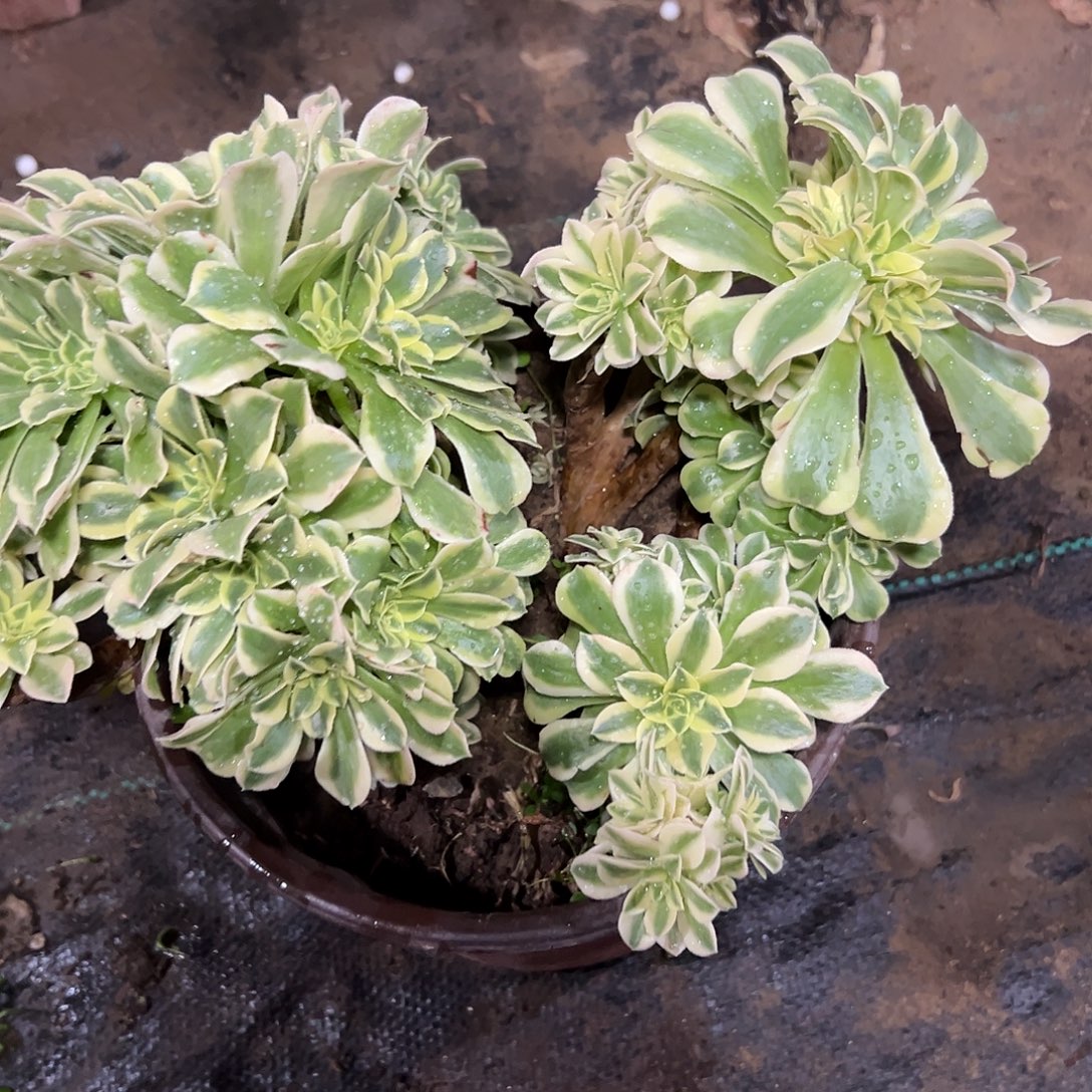 多肉109植物绿豆沙母本