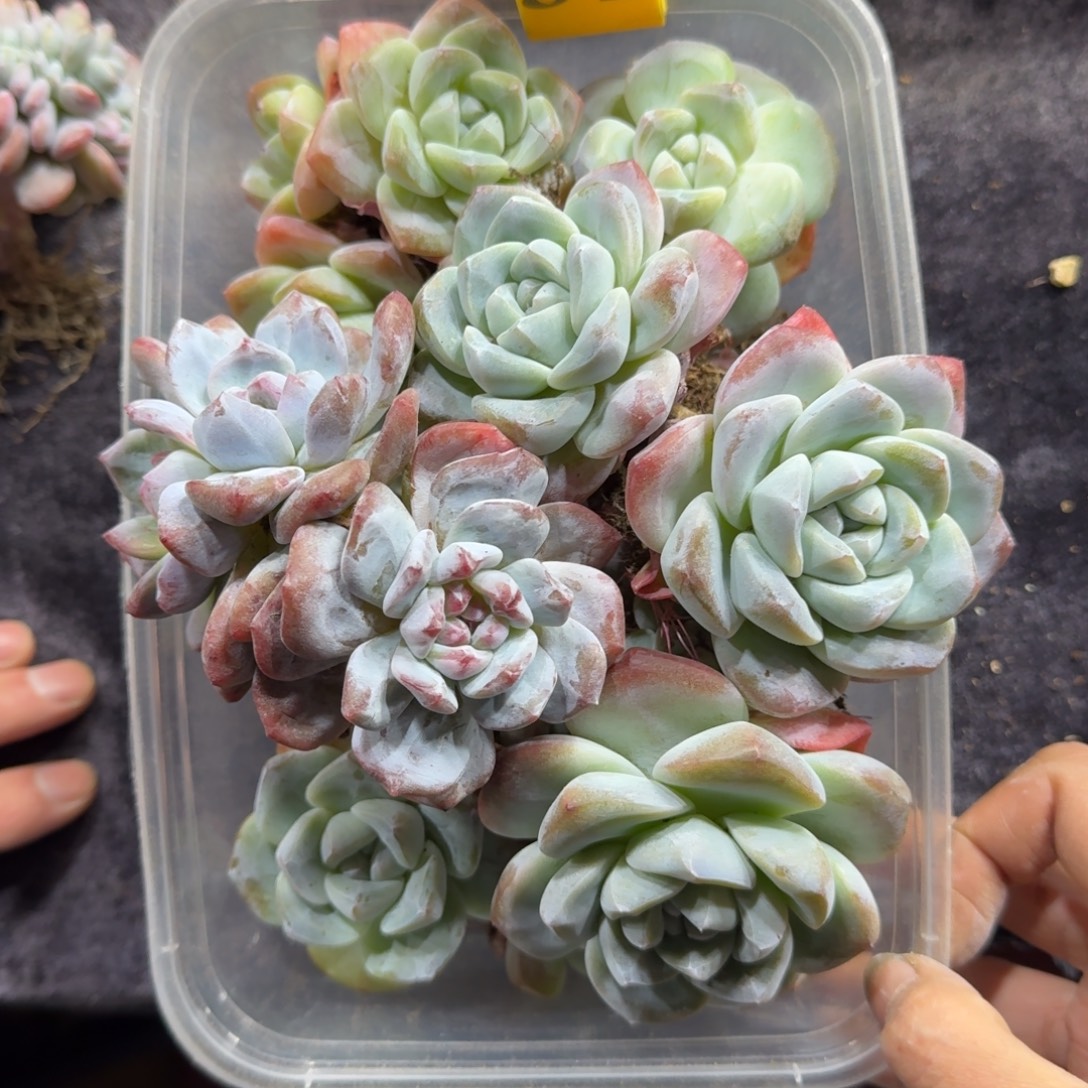 多肉一物一拍杂31