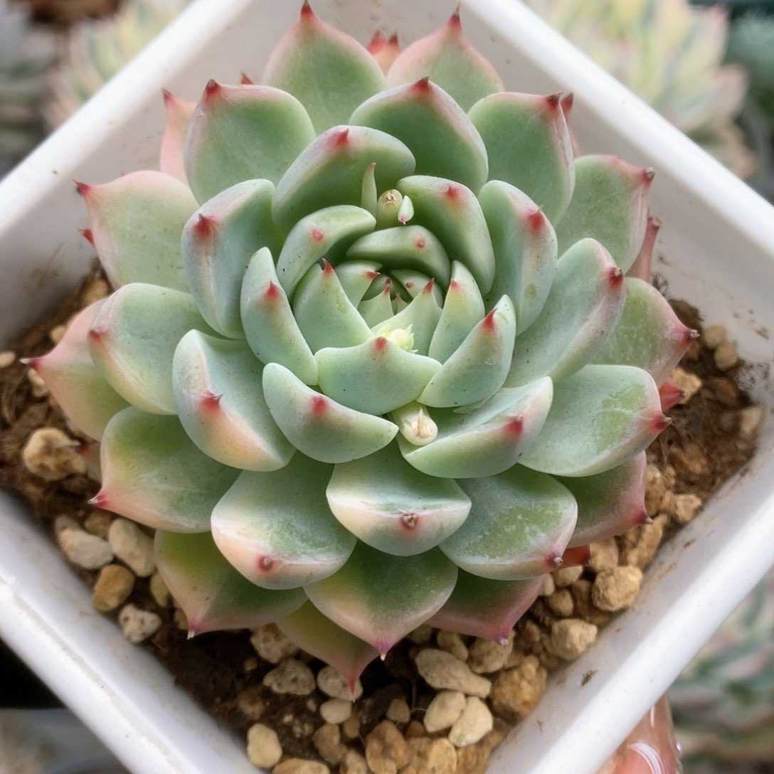 077杂锦锦锦锦锦锦