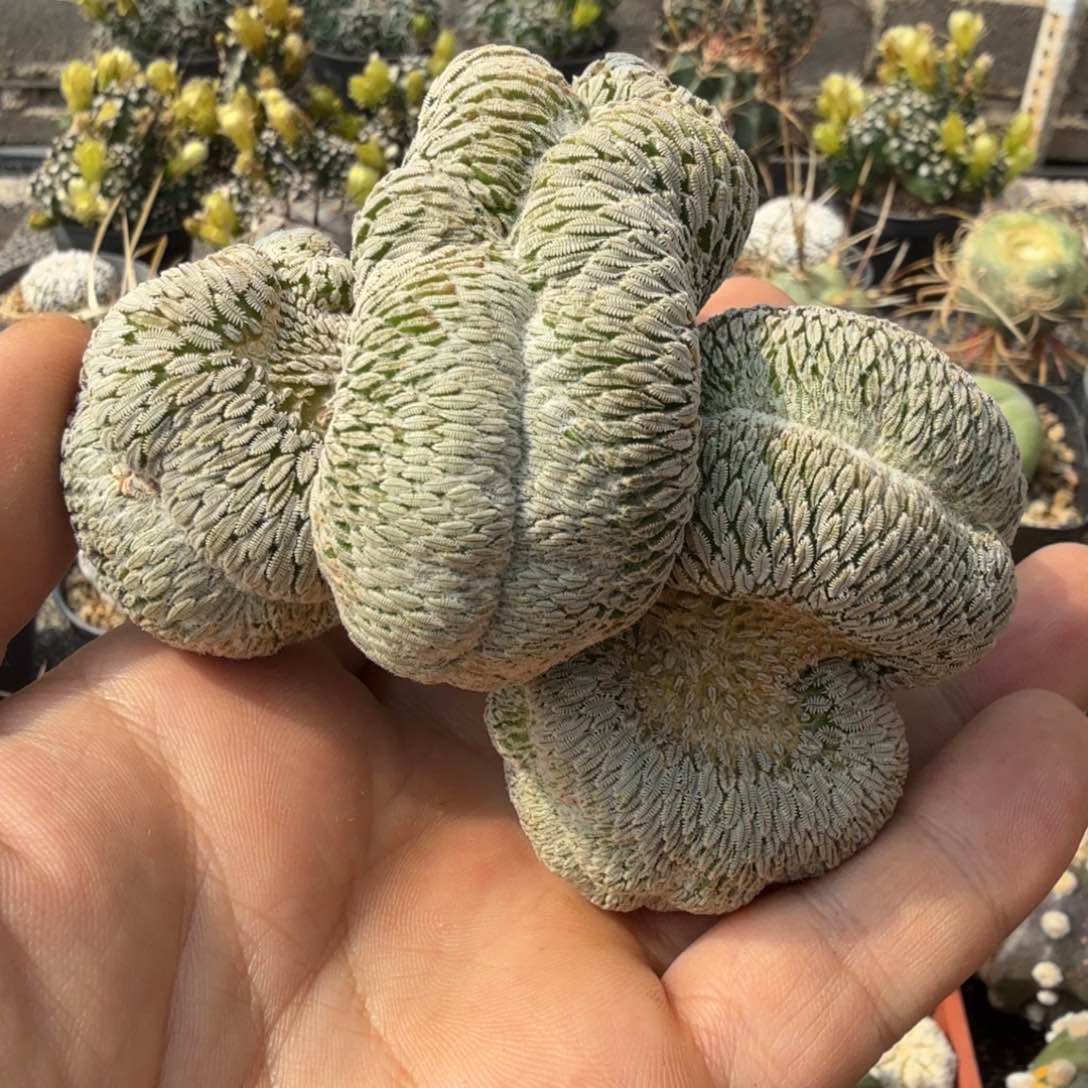 精巧丸缀化多肉植物