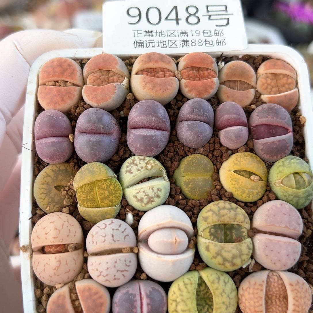 好养易活生石花大母本9048