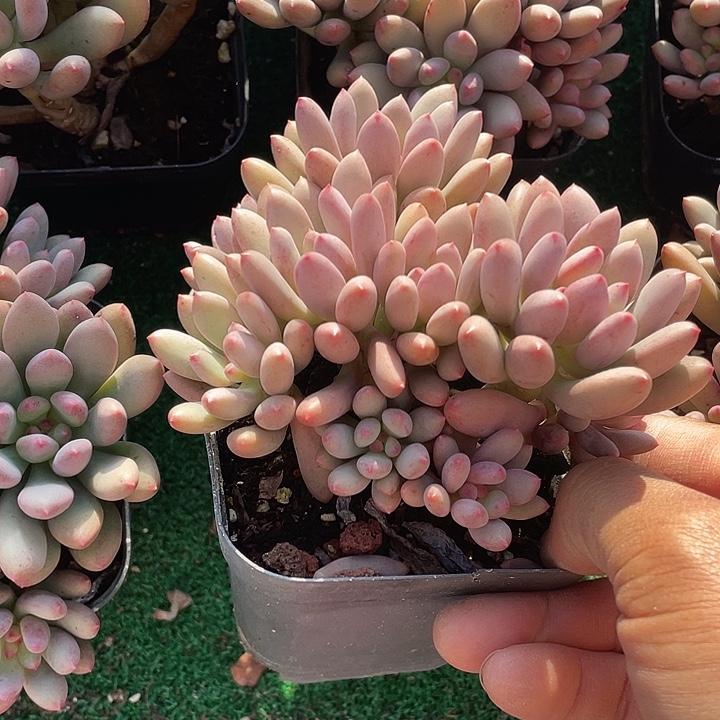 宝石美人多肉整群带盆发货