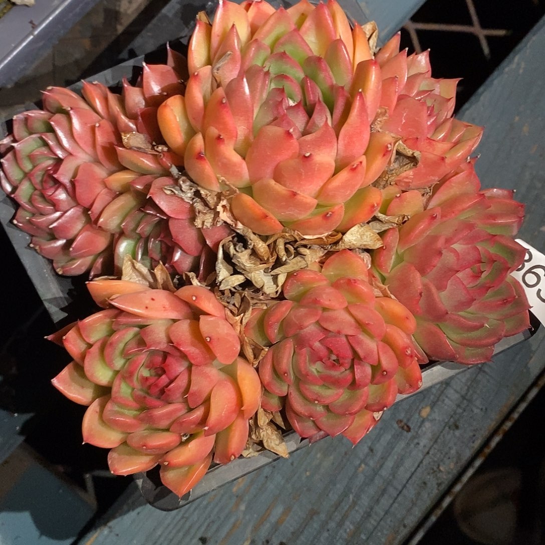 夕***美3636下播福利～14厘米