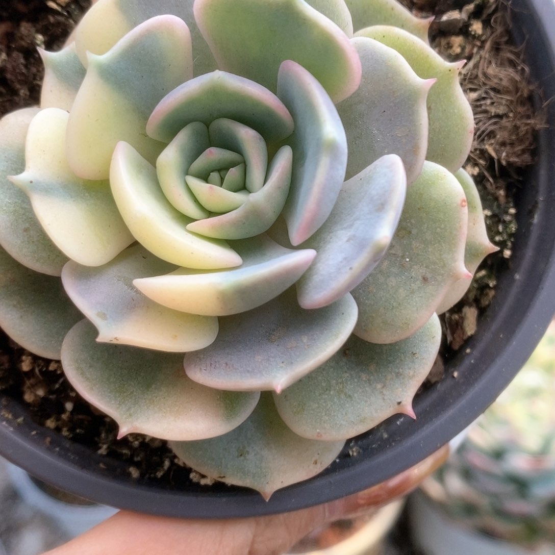 D168露娜莲锦锦锦锦锦