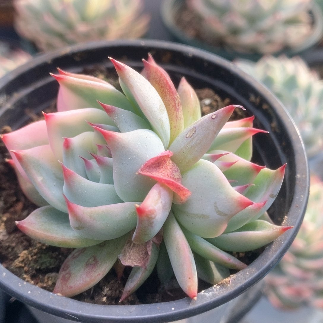 199锦锦锦锦锦锦锦