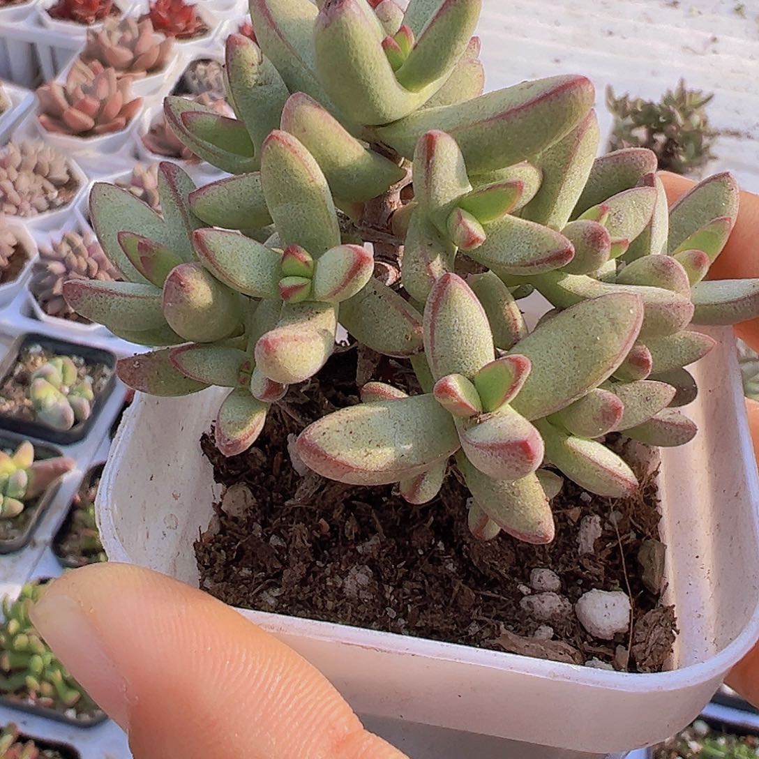 小天狗2颗19包油多肉