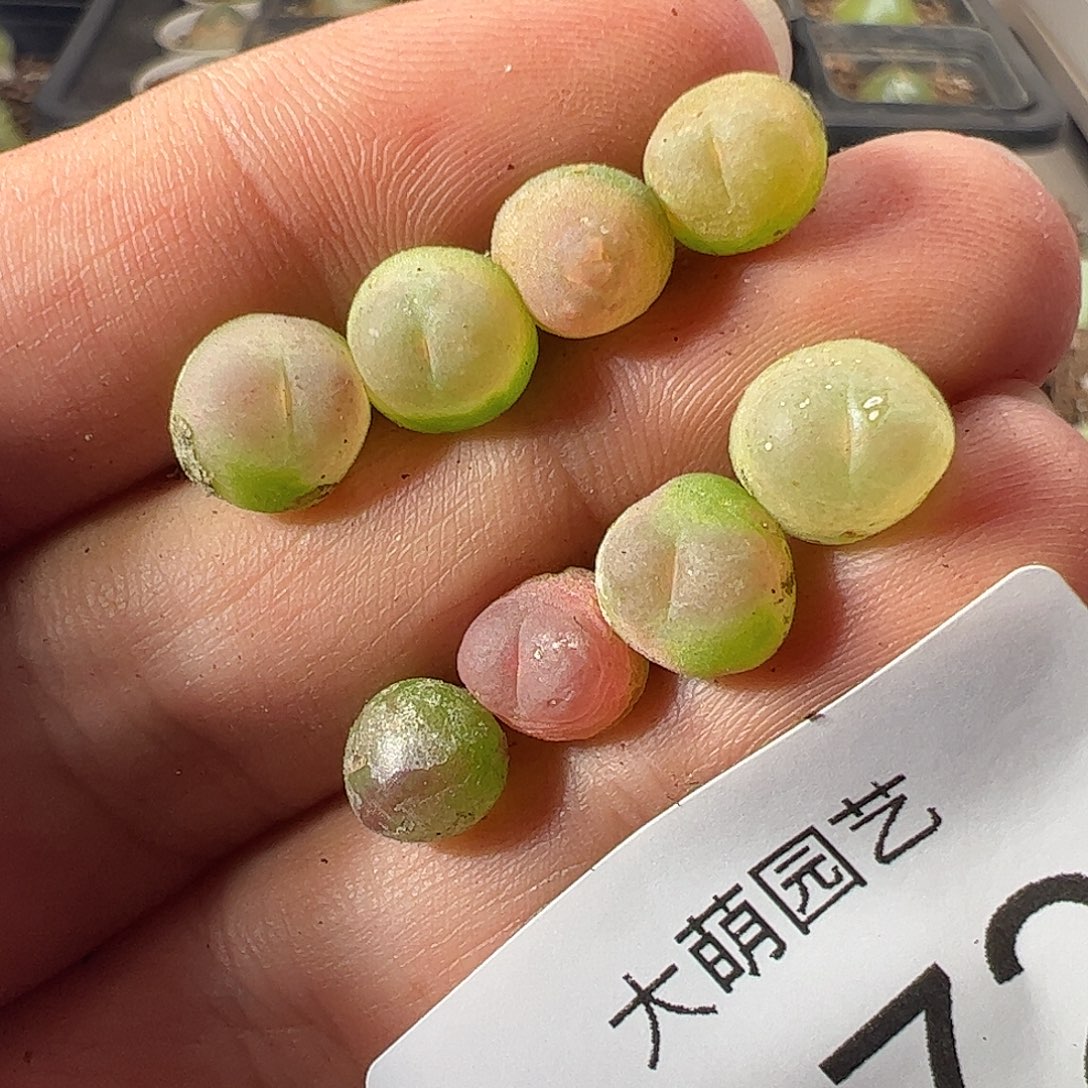 一物一拍默认微瑕。   172