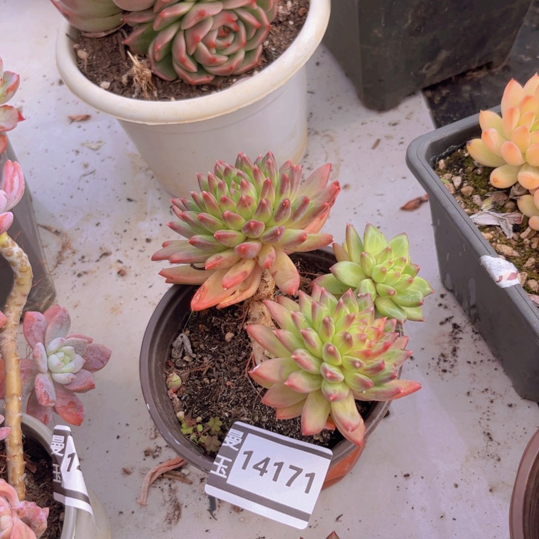 惠兰多肉植物14171