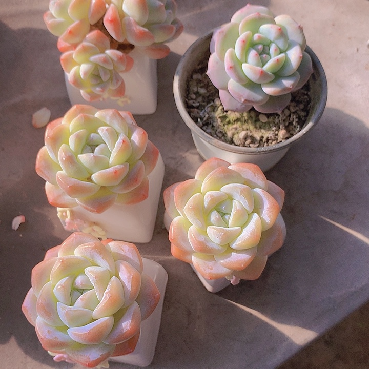 l***l一物一拍，冰玉4颗星影一颗