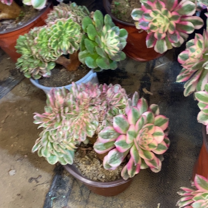 倾城缀多肉植物37 