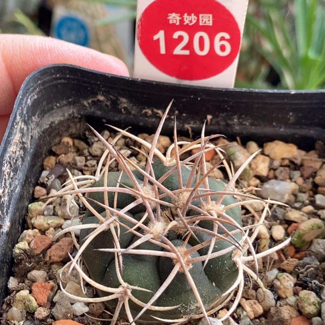 实生阵太刀3.4cm