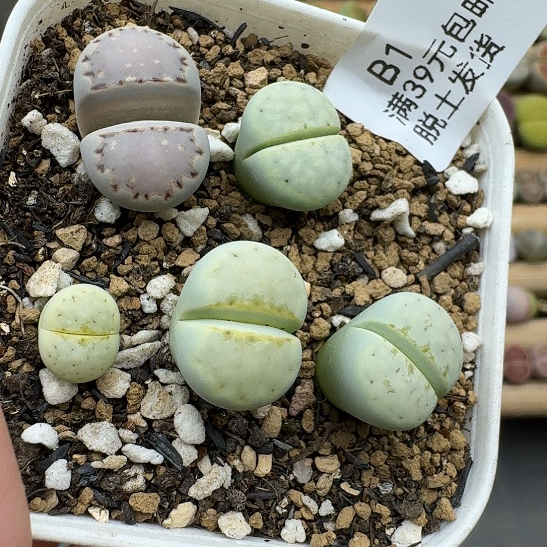 1一颗饼干的价格哈哈哈哈哈哈