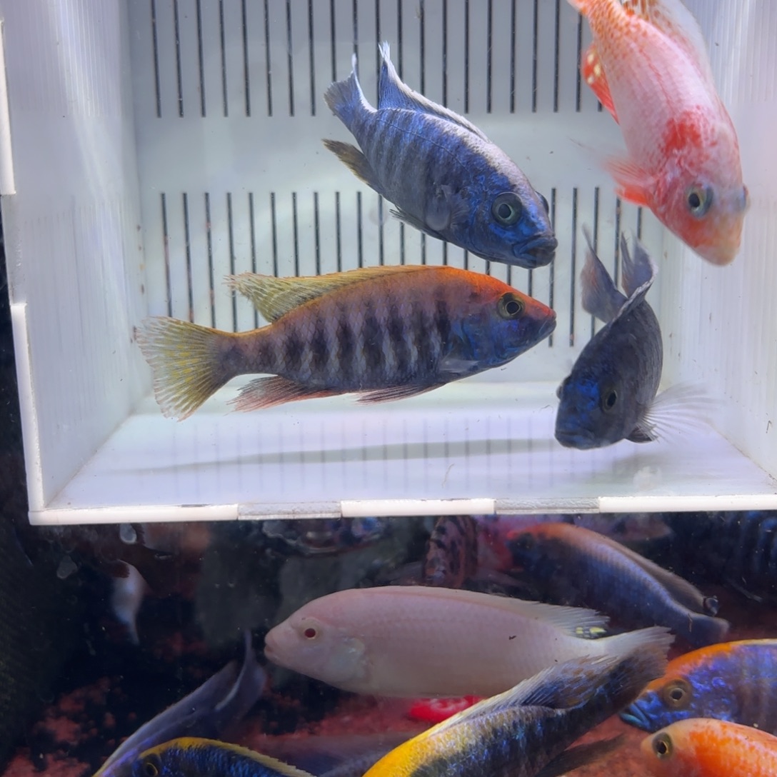 郝***晓慈鲷鱼直播100号，4条