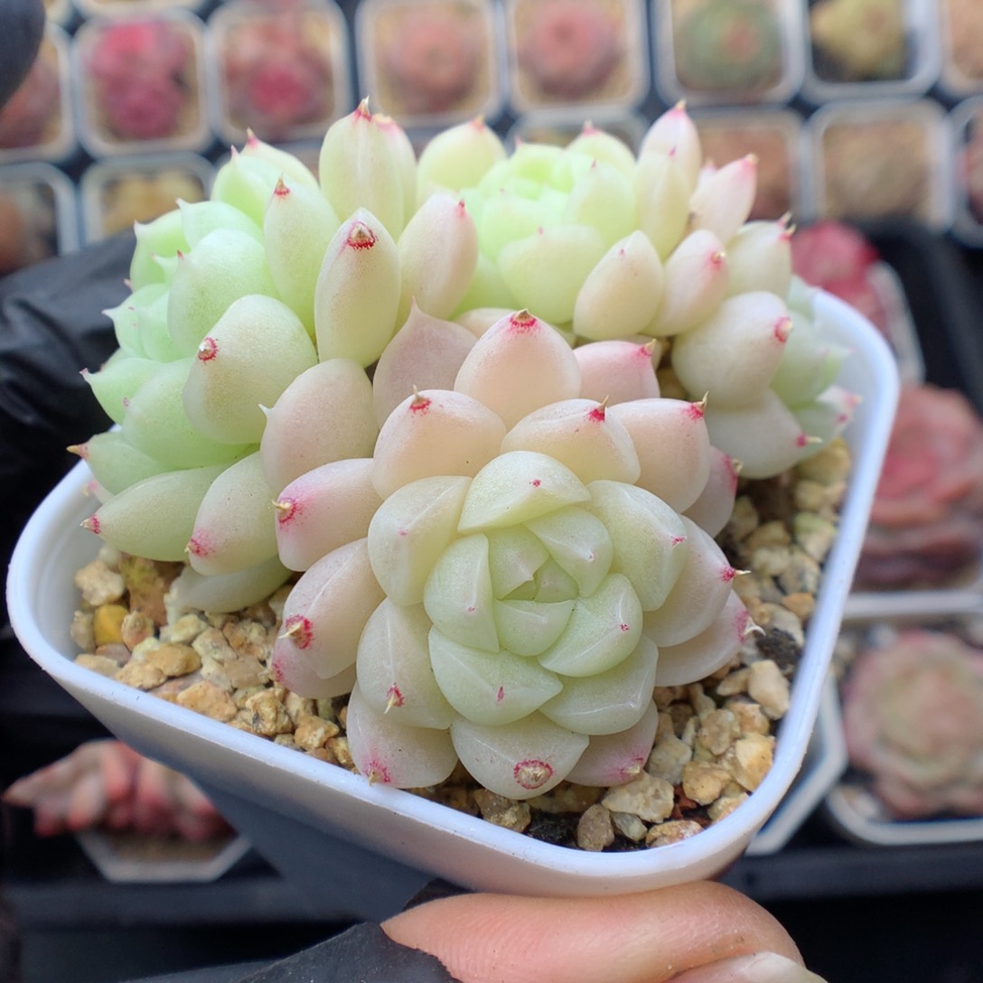 多肉植物。 麦秆7