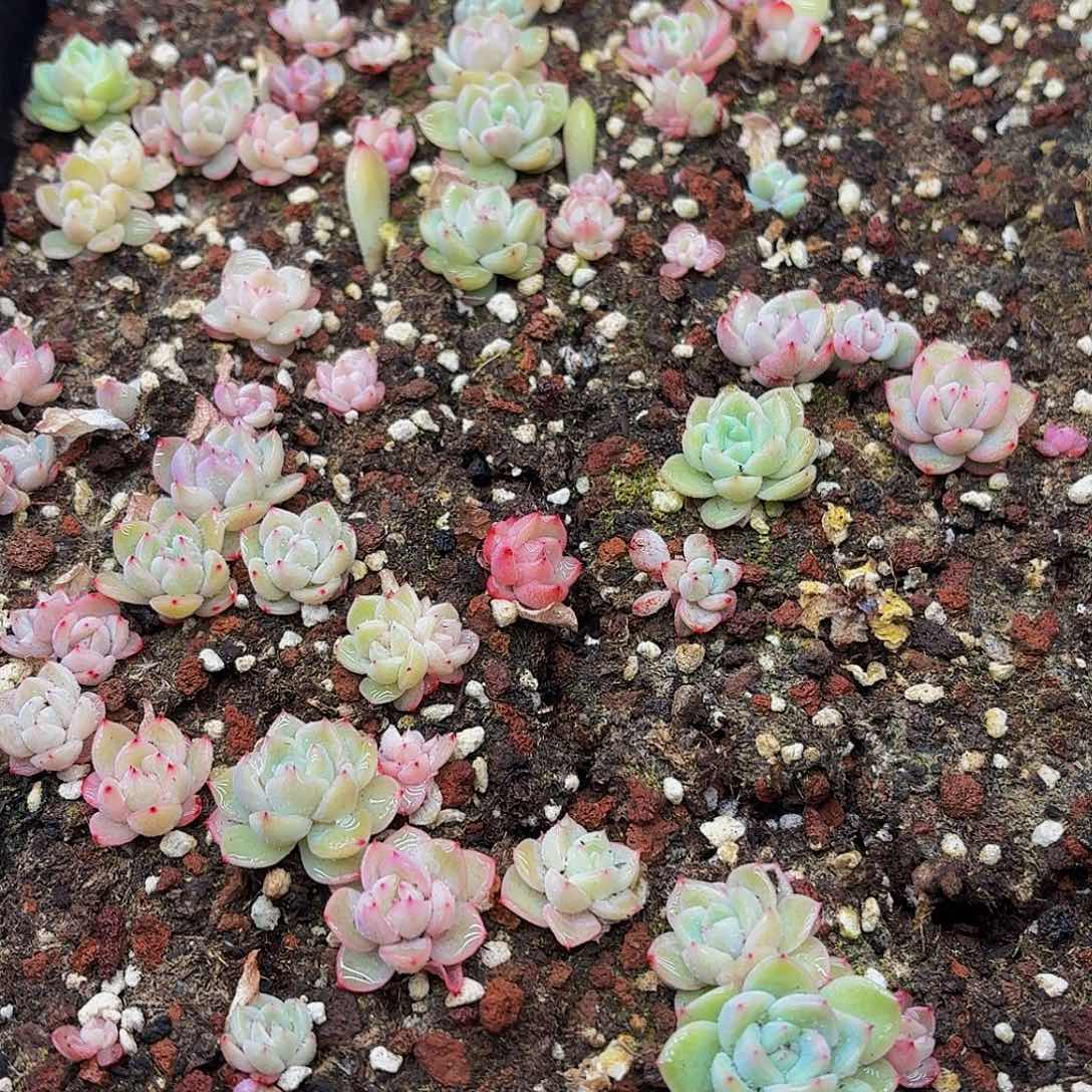 多肉植物多肉植物26