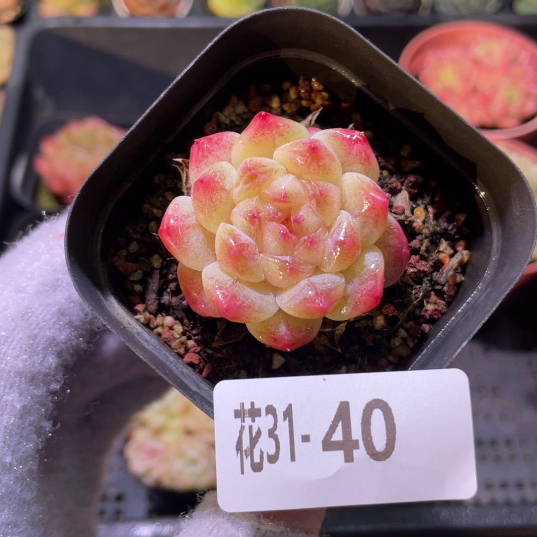 花利美31-40秘境冰魄