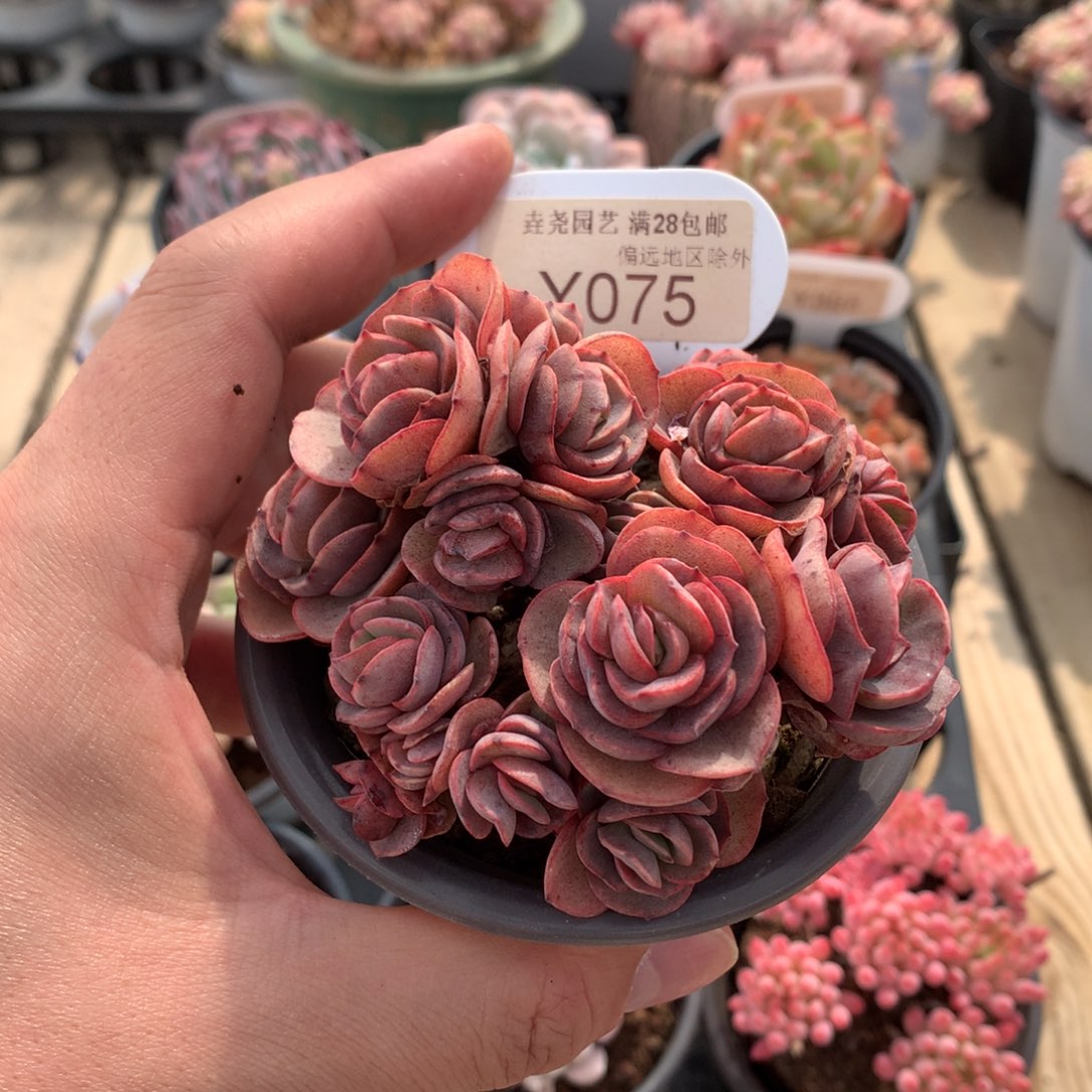 一物一拍0075秀妍8.5cm