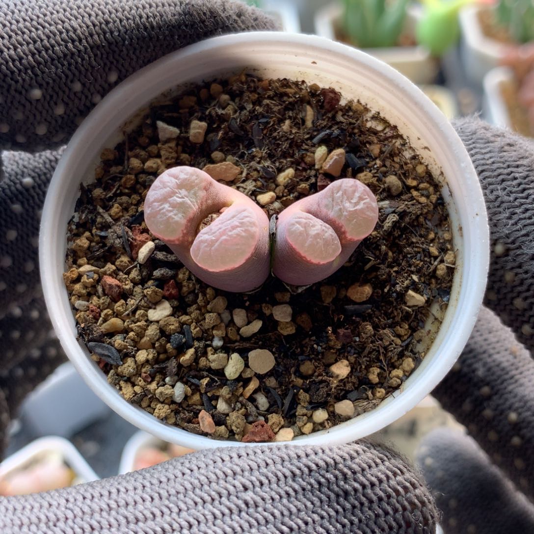 545磁铁风铃母本