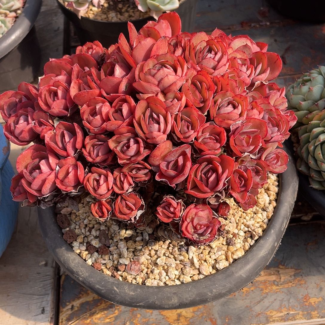 我***好多肉植物一物一拍