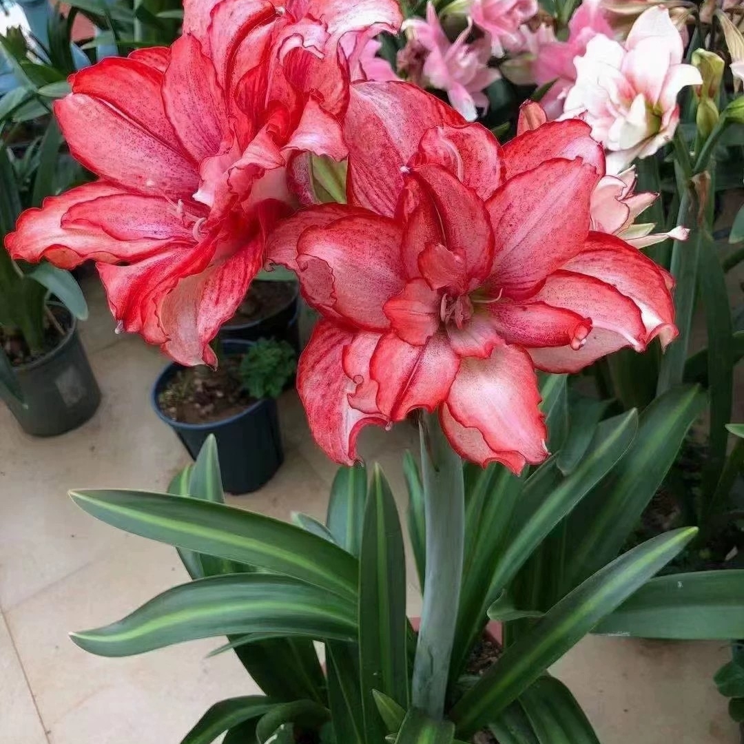 国内杂交精品重瓣朱顶红白肋鬼魅（霸王别姬）