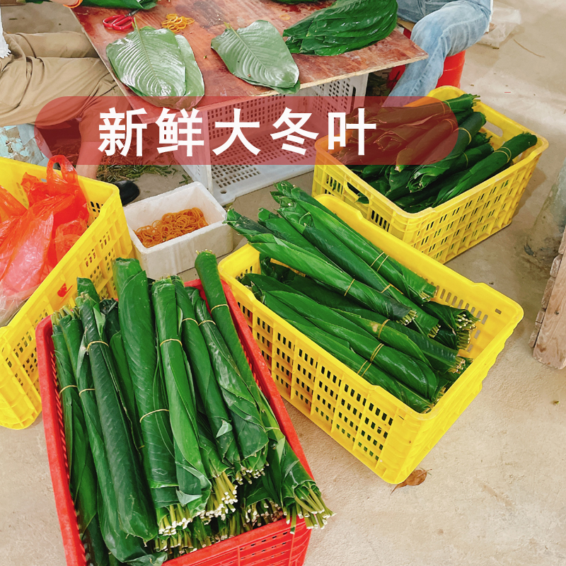 新鲜冬叶 大叶 广西粽子叶 米粽木叶 端午节裹蒸粽叶批发