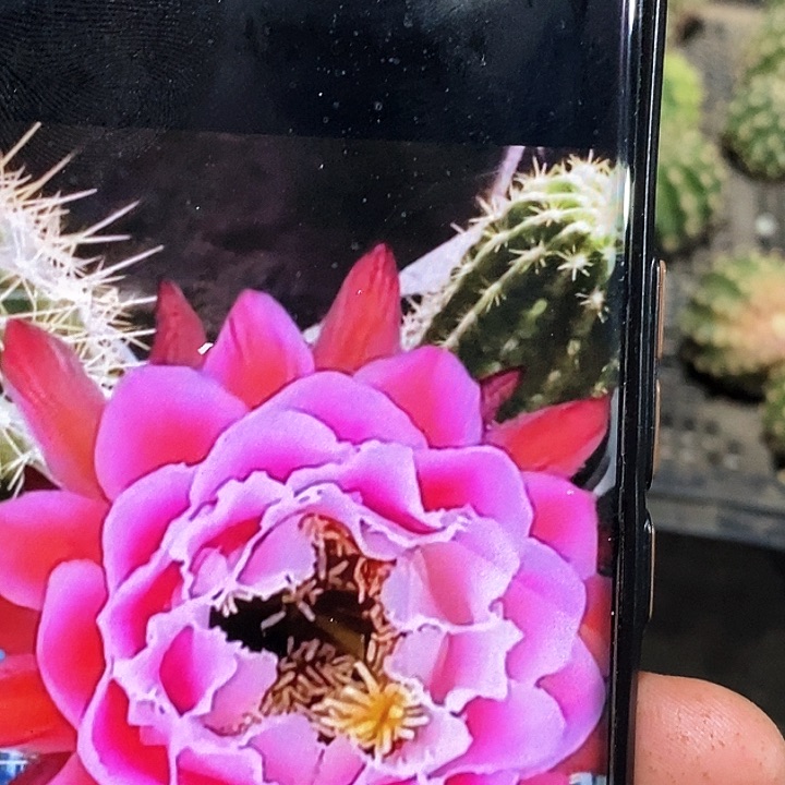 毛 仙女 /侧芽歪20包邮/