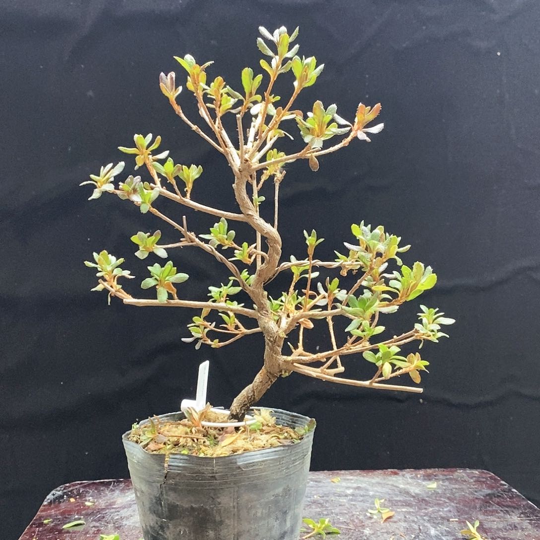 红陶岁**刀杜鹃花，6996