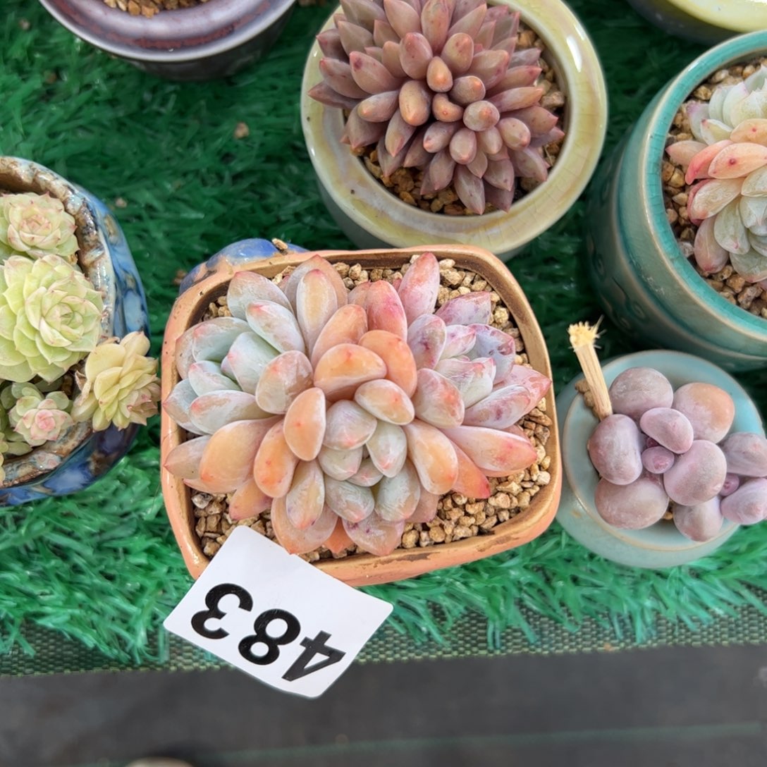 初****483 多肉植物组合盆栽