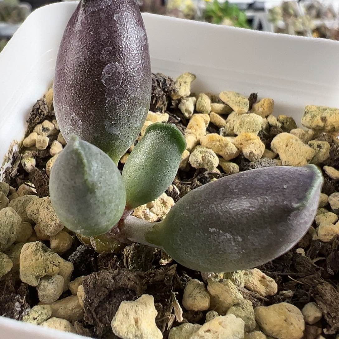 艺伎海豹单头纯木质桩多肉