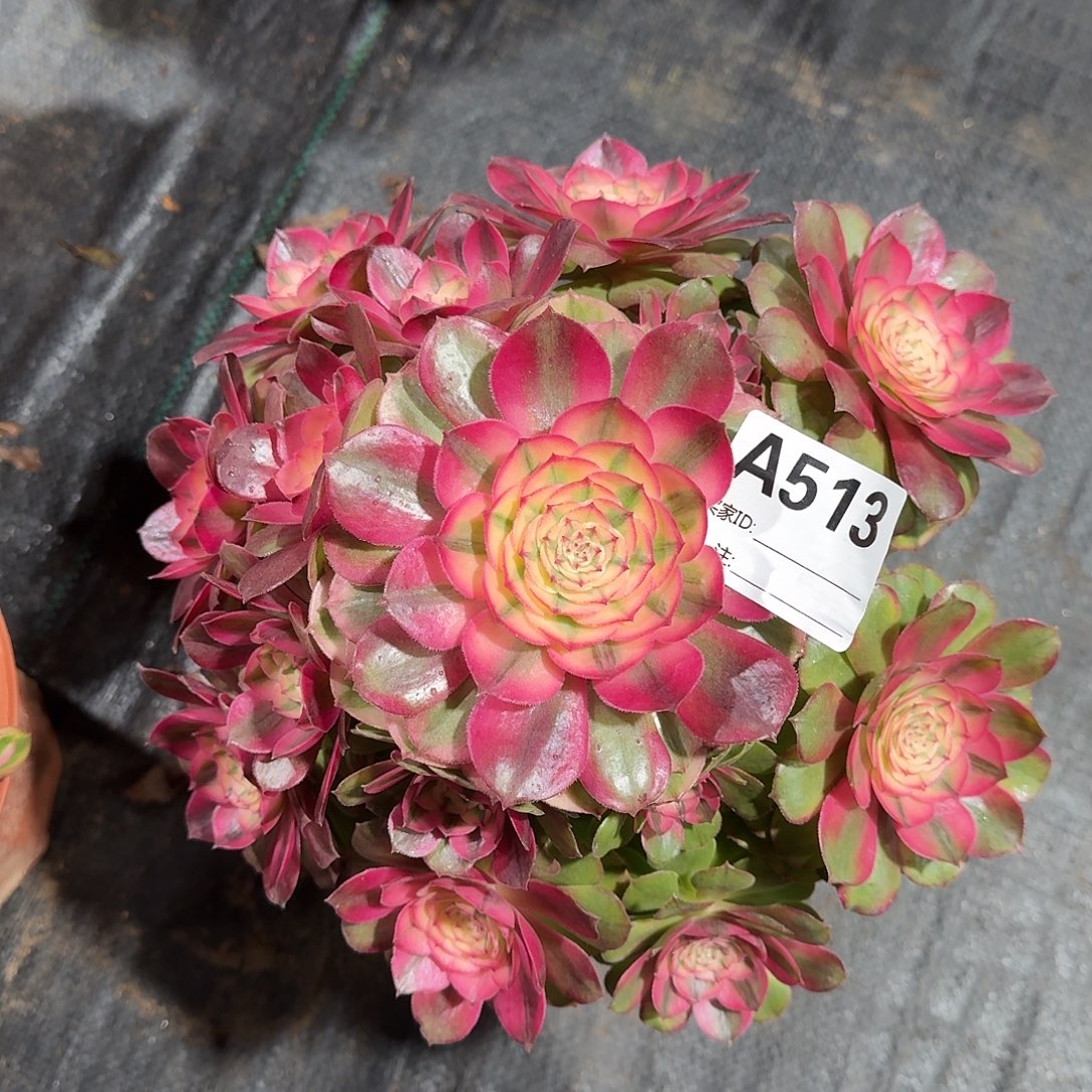 荔枝多肉法师a513