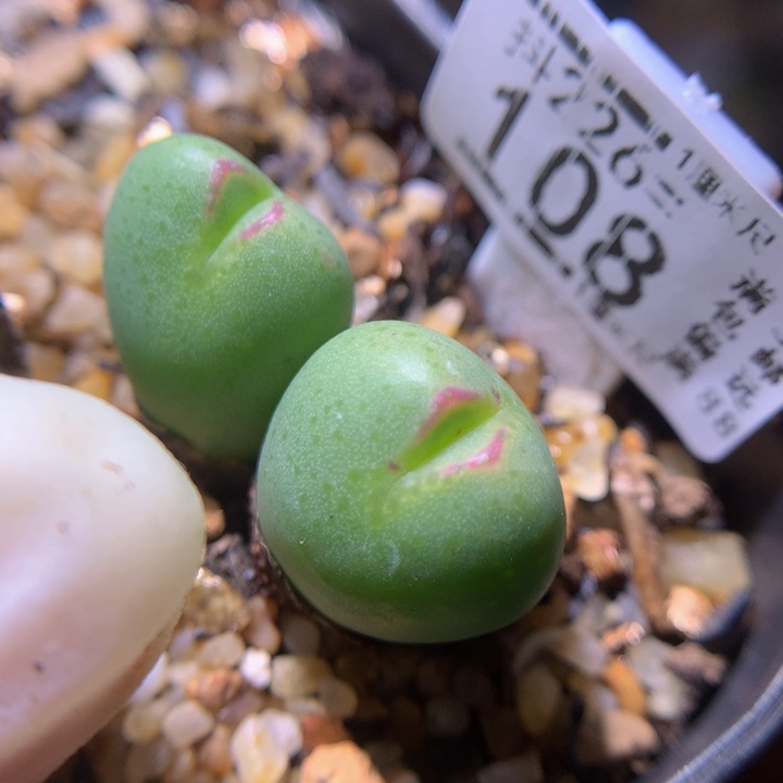 精品生石花226.108