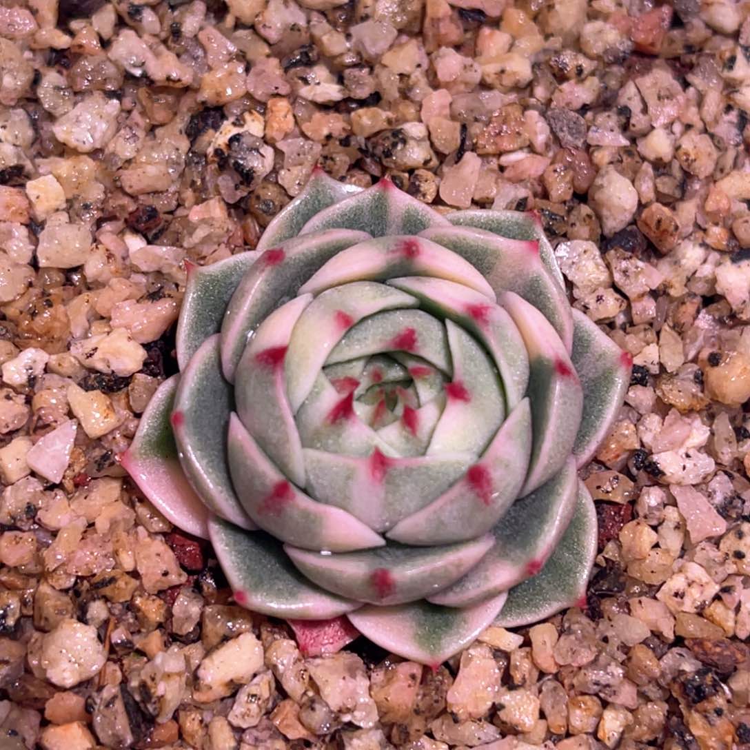 多肉特价笨巴蒂斯锦