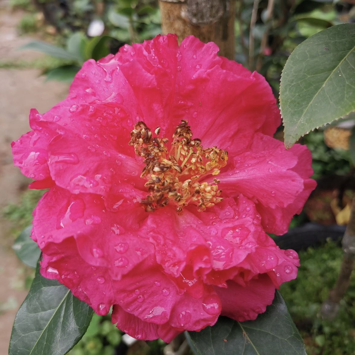 【靖安茶】云南茶花经典品种3-4年精品靠接苗