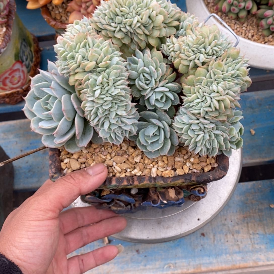 多肉植物一物一拍多肉