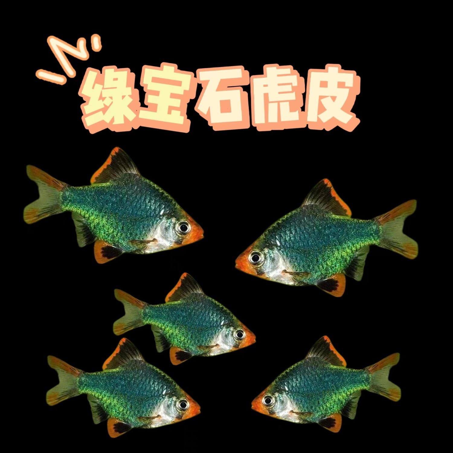 虎皮鱼绿宝石鱼虎皮荧光虎皮四间虎皮新手好养精品小型观赏鱼好养