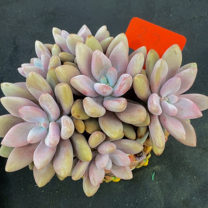 在家干的话把衣服带