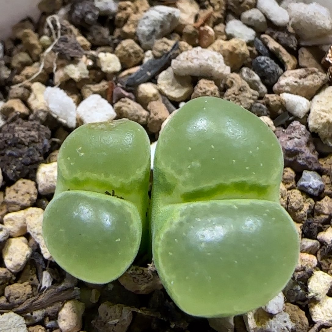 12.17。   风铃。     2028