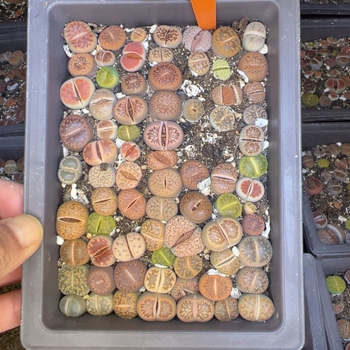 752投机取巧提取某图墨镜