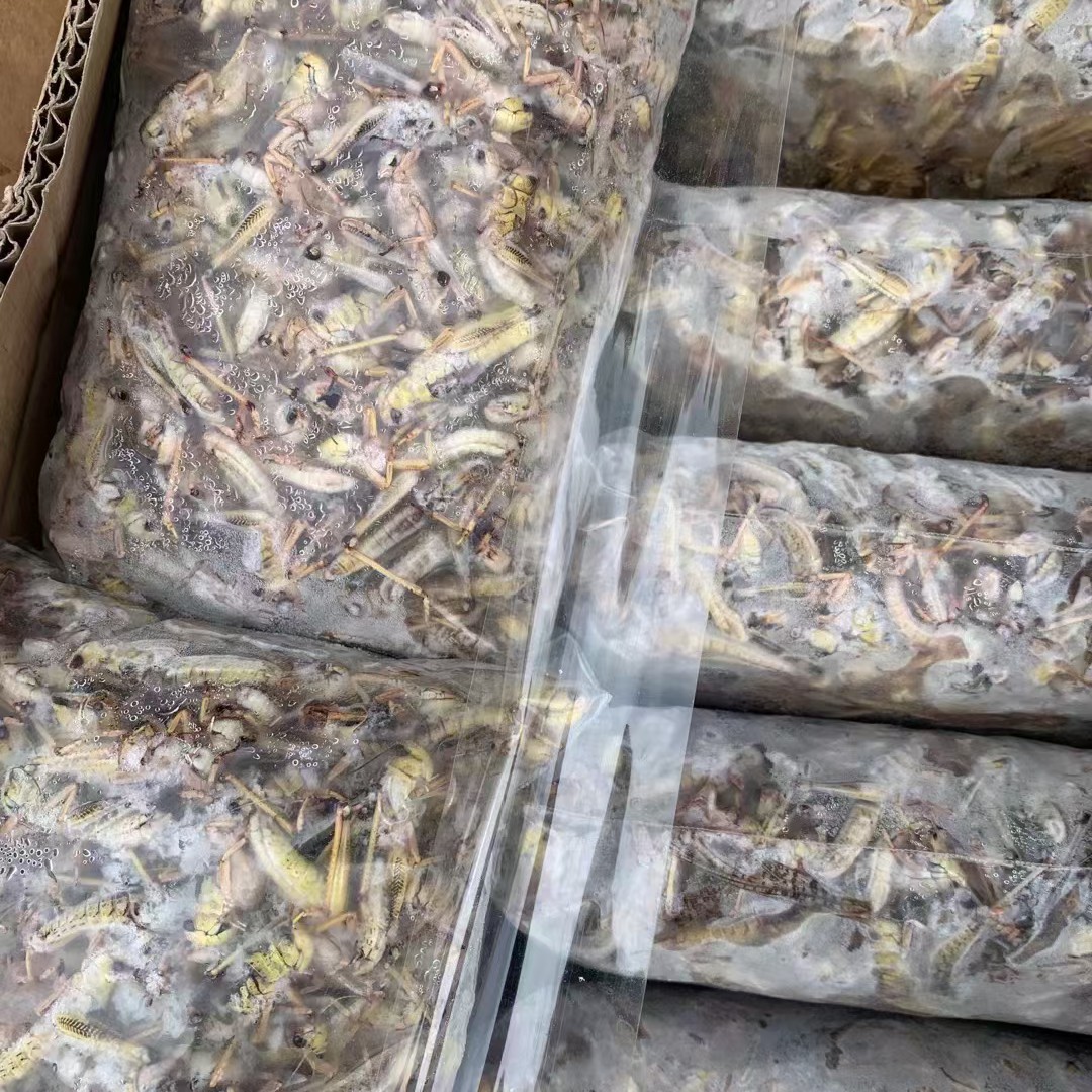 4斤装2025年新货沂蒙山去翅纯母蚂蚱新鲜冷冻蚂蚱美味蚂蚱食材